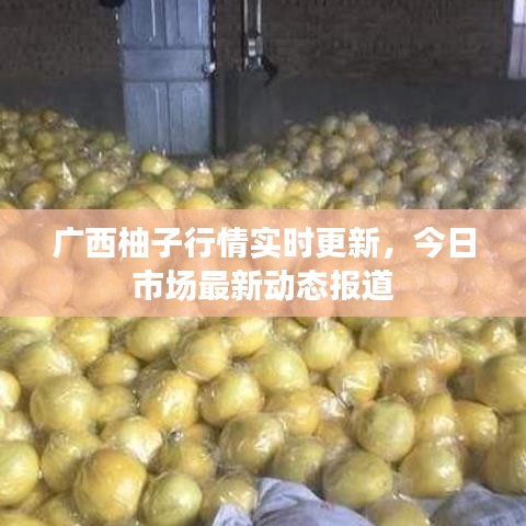 广西柚子行情实时更新,今日市场最新动态报道
