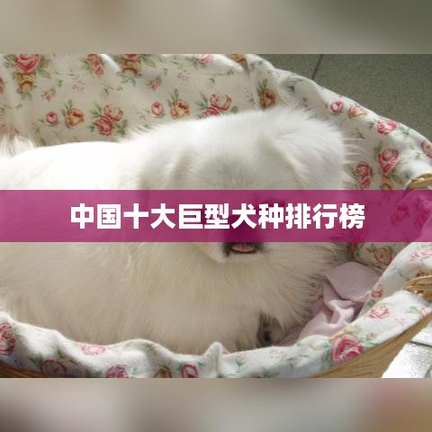 中国十大巨型犬种排行榜