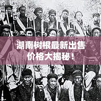 湖南树根最新出售价格大揭秘!