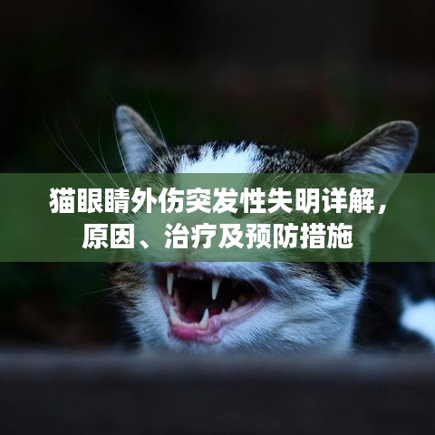 猫眼睛外伤突发性失明详解,原因、治疗及预防措施