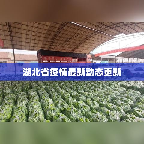 湖北省疫情最新动态更新
