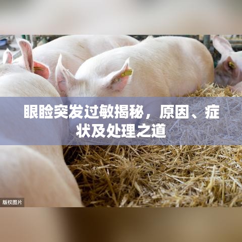 眼睑突发过敏揭秘,原因、症状及处理之道