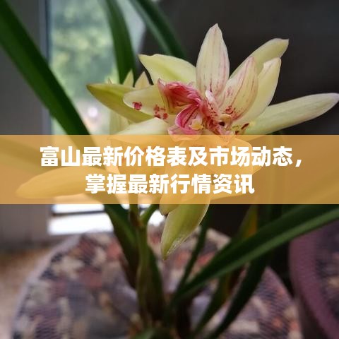 富山最新价格表及市场动态,掌握最新行情资讯