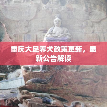 重庆大足养犬政策更新,最新公告解读