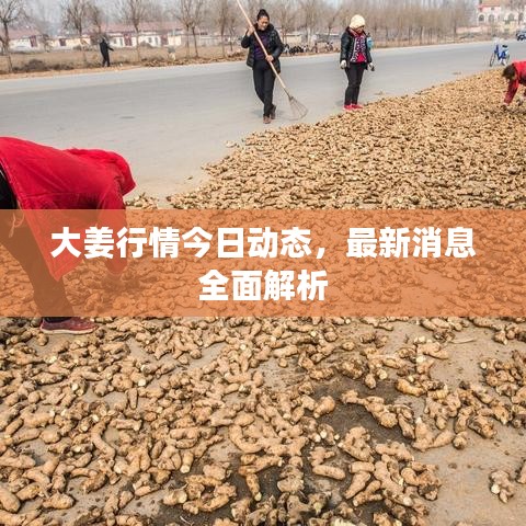大姜行情今日动态，最新消息全面解析
