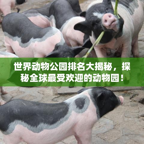 世界动物公园排名大揭秘,探秘全球最受欢迎的动物园!