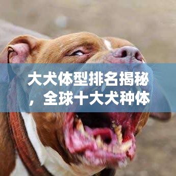 大犬体型排名揭秘,全球十大犬种体型榜单