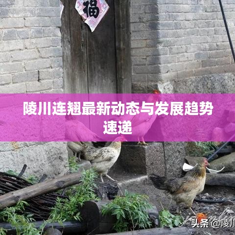 陵川连翘最新动态与发展趋势速递