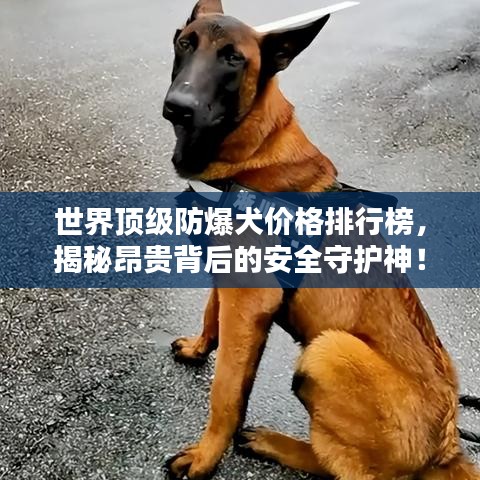 世界顶级防爆犬价格排行榜,揭秘昂贵背后的安全守护神!