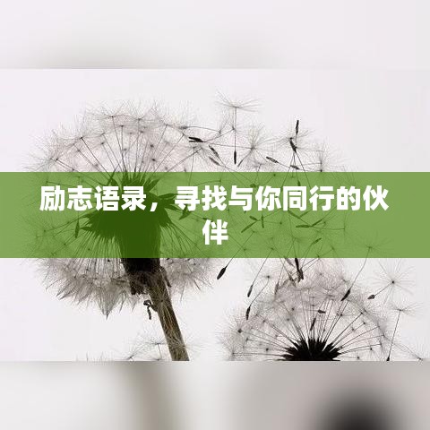 励志语录,寻找与你同行的伙伴