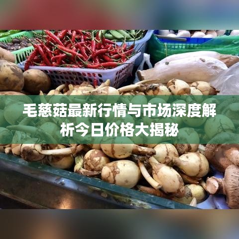 毛慈菇最新行情与市场深度解析今日价格大揭秘