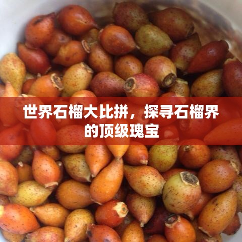 世界石榴大比拼，探寻石榴界的顶级瑰宝