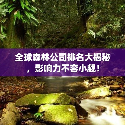 全球森林公司排名大揭秘,影响力不容小觑!