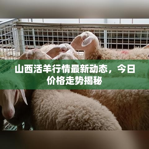 山西活羊行情最新动态,今日价格走势揭秘