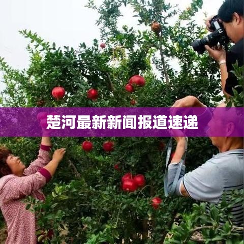 楚河最新新闻报道速递