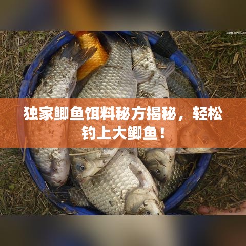 独家鲫鱼饵料秘方揭秘,轻松钓上大鲫鱼!