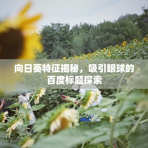 向日葵特征揭秘，吸引眼球的百度标题探索