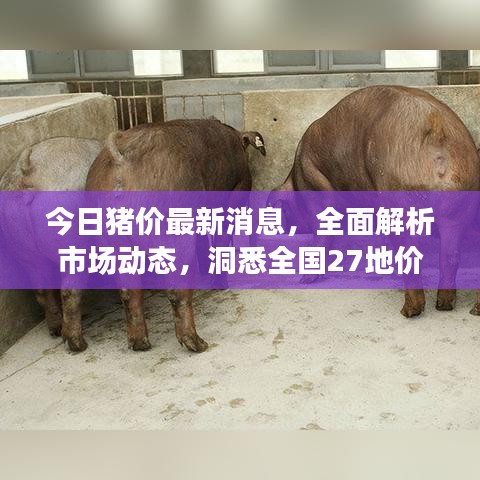 今日猪价最新消息,全面解析市场动态,洞悉全国27地价格变化!