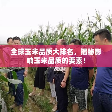 全球玉米品质大排名,揭秘影响玉米品质的要素!