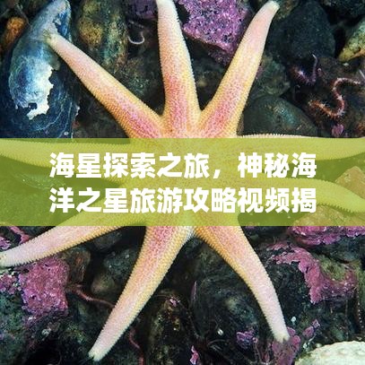 海星探索之旅,神秘海洋之星旅游攻略视频揭秘!