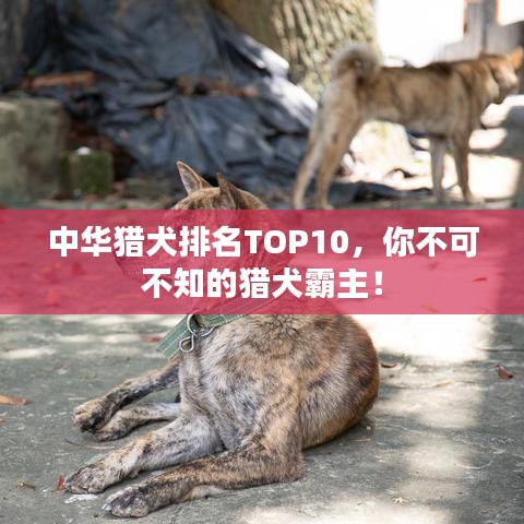 中华猎犬排名TOP10，你不可不知的猎犬霸主！