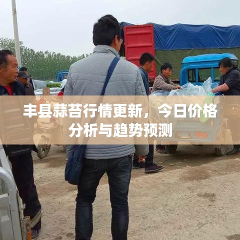 丰县蒜苔行情更新,今日价格分析与趋势预测