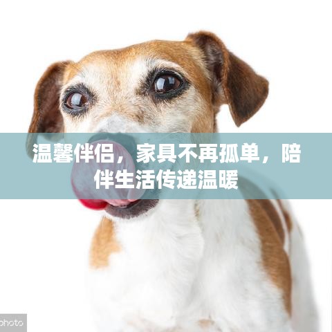 温馨伴侣,家具不再孤单,陪伴生活传递温暖