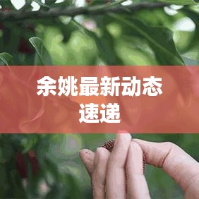 余姚最新动态速递