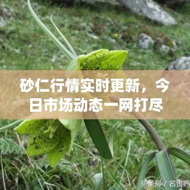 砂仁行情实时更新,今日市场动态一网打尽!