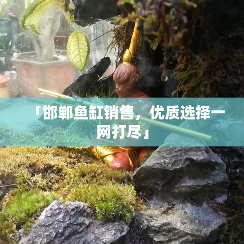「邯郸鱼缸销售，优质选择一网打尽」
