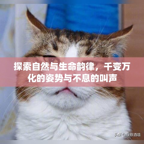 探索自然与生命韵律，千变万化的姿势与不息的叫声