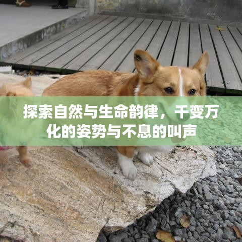 探索自然与生命韵律,千变万化的姿势与不息的叫声