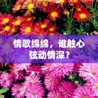 情歌绵绵，谁触心弦动情深？
