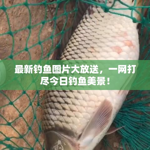 最新钓鱼图片大放送,一网打尽今日钓鱼美景!
