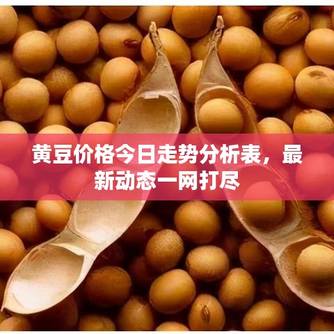 黄豆价格今日走势分析表，最新动态一网打尽