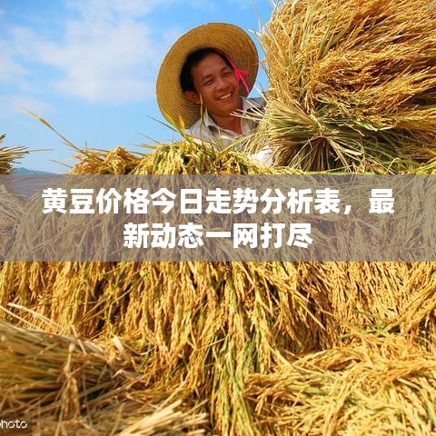 黄豆价格今日走势分析表,最新动态一网打尽