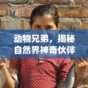 动物兄弟,揭秘自然界神奇伙伴关系的奥秘之旅