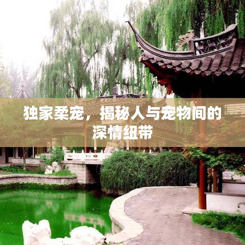 独家柔宠,揭秘人与宠物间的深情纽带