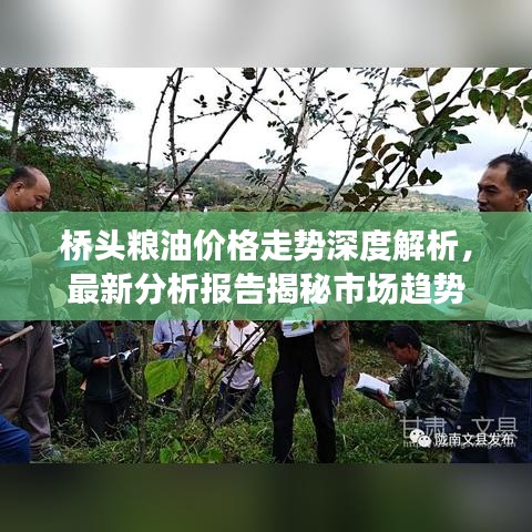桥头粮油价格走势深度解析,最新分析报告揭秘市场趋势