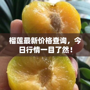 榴莲最新价格查询,今日行情一目了然!