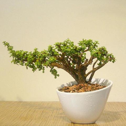 举步如飞 第2页