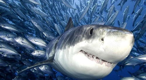 饥饿鲨最新版本是多少,专业研究解释定义 UHD版_v3.397