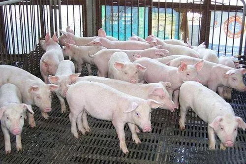 美轮美奂 第2页