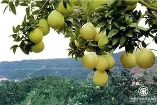 蜜柚免费下载官方,实地考察数据执行_至尊版_v6.785