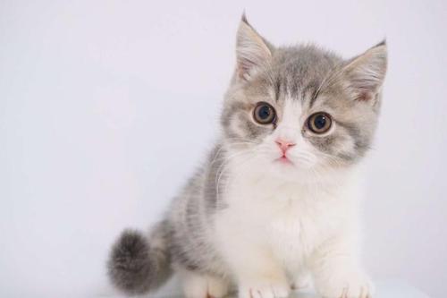 关于猫咪激活码购买及破天单机版的深度拓展，推荐插件与扩展应用