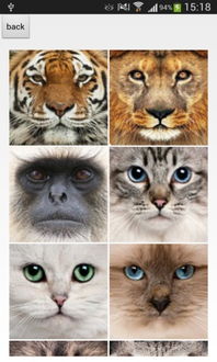 animal face官方下载及西游单机版111服,实践调查解析说明|MP_v1.974